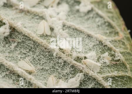 patches of tiny trialeurodes vaporariorum on leaf Stock Photo