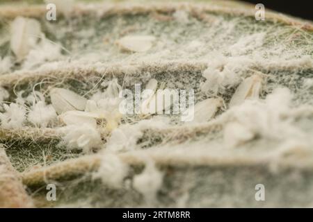 patches of tiny trialeurodes vaporariorum on leaf Stock Photo