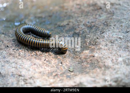 Millipedes in the wild, North China Stock Photo - Alamy