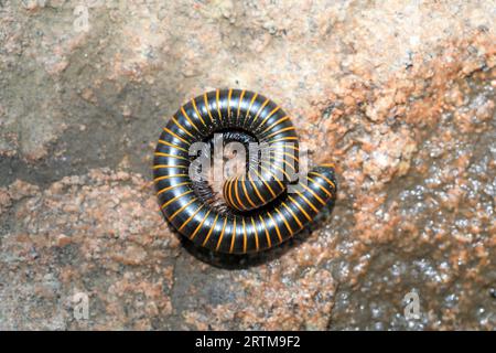 Millipedes in the wild, North China Stock Photo - Alamy