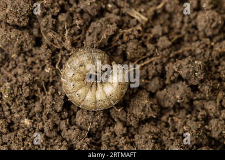 Winter pest insect pest Agrotis segetum Stock Photo - Alamy
