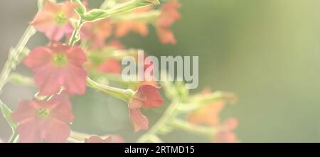 Nicotiana sanderae Red Flower growing in the Garden. Fragrant Nicotiana alata Blooming. Jasmine, sweet, winged tobacco, tanbaku Persian Blossoming. Co Stock Photo