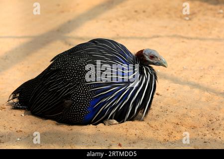 Vulture guinea fowl rest in a park cage, China Stock Photo