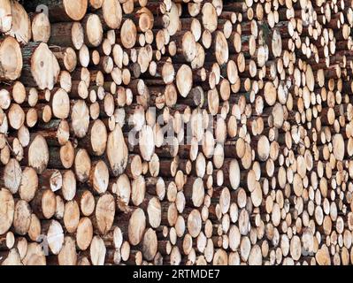 Stacked spruce tree trunks after forestry work, side view of stored logs Stock Photo