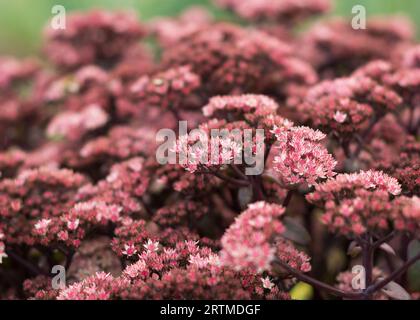 Maroon bloom of Sedum on a summer day. Close-up, selective focus, part of the image out of focus Stock Photo