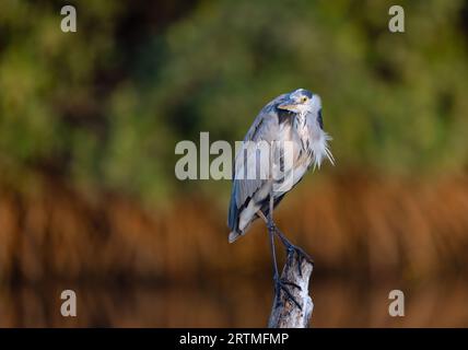 Grey Heron - Kotu Creek, Gambia Stock Photo