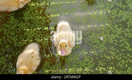 Cute Young Duckling Learning to Swim Stock Photo