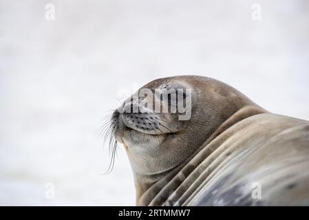 A smiling weddell seal, Leptonychotes weddellii, lying on snow covered ice, South Georgia Stock Photo