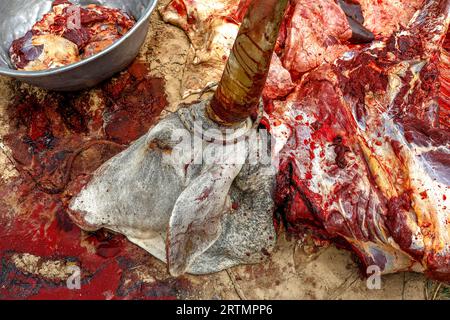 Buffalo slaughtered during the celebration of gamou festival (mawlid, prophetÕs MuhammadÕs birthday) in Thies, Senegal Stock Photo