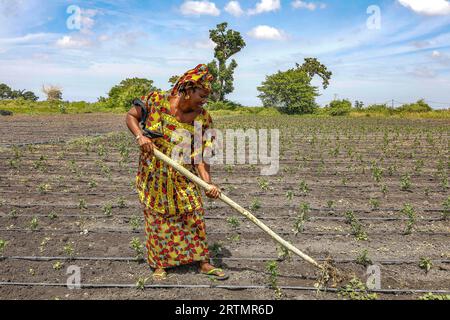 Woman digging her vegetable field in Pout, Senegal Stock Photo