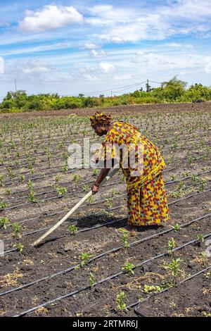 Woman digging her vegetable field in Pout, Senegal Stock Photo