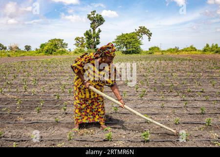 Woman digging her vegetable field in Pout, Senegal Stock Photo