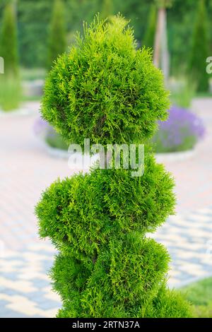 The Green Jewel: Showcasing a Decorative Thuja in the Garden Stock Photo