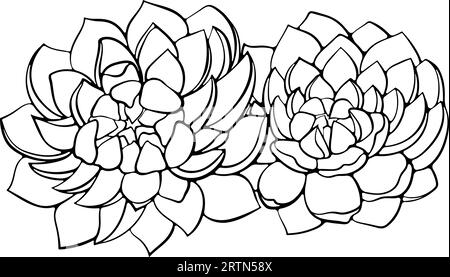 Two succulent plants flowers line art Stock Vector