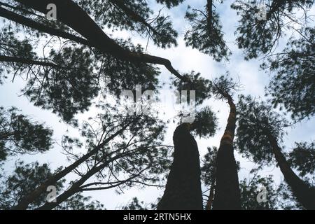 The sun shining through the pine trees in pine forest, Mangunan, Indonesia Stock Photo