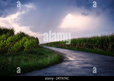 Landscape of a lonely road between cornfields after a storm. Stock Photo