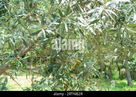 Fresh Olive Tree Branches