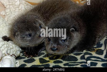 Eurasian Otter (Lutra lutra) Two orphaned,abandoned cubs in care. Stock Photo