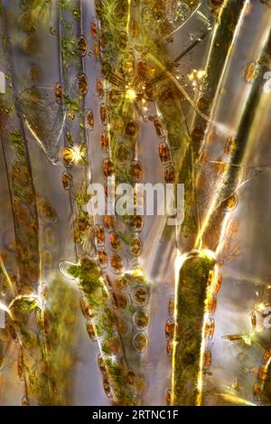 The image presents Cladophora sp. 'twigs' (a kind of green algae) with Cocconeis sp. (a kin of diatoms) settled on it, photographed through the micros Stock Photo