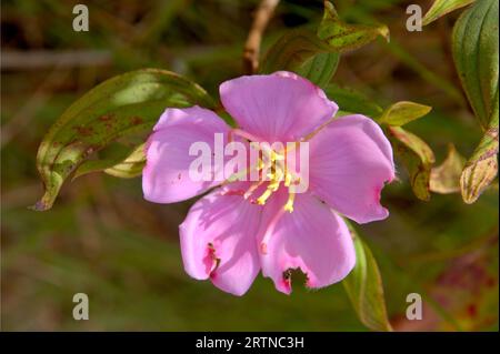 Single pale pink flower - Close up shot of a beautiful Melastoma malabathricum blossom Stock Photo
