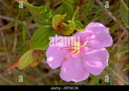 Single pale pink flower - Close up shot of a beautiful Melastoma malabathricum blossom Stock Photo