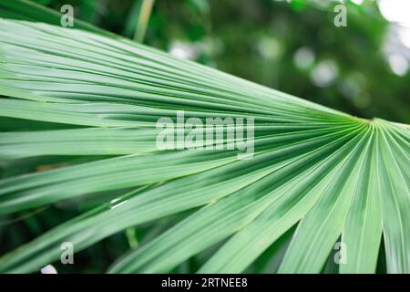 leaves of palm tree close-up on the blurred natural background Stock Photo