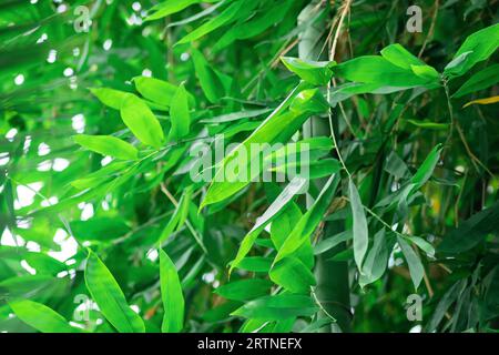 leaves of bamboo close-up on the blurred natural background Stock Photo