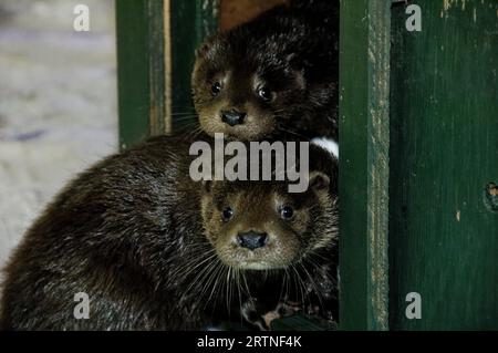 Eurasian Otter (Lutra lutra) Two orphaned,abandoned cubs in care. Stock Photo