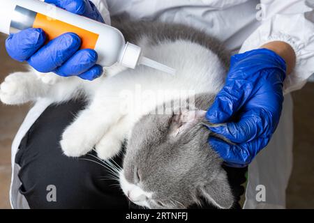 veterinarian using medical liquid to clean a cars ear Stock Photo