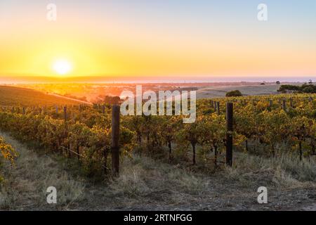 Vineyards in McLaren Vale at sunset, Fleurieu Peninsula, South Australia. Stock Photo