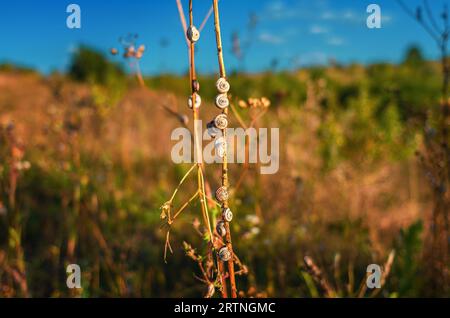 many snail shells on dry plant branches in sunset light, summer, autumn evening golden hour. Stock Photo