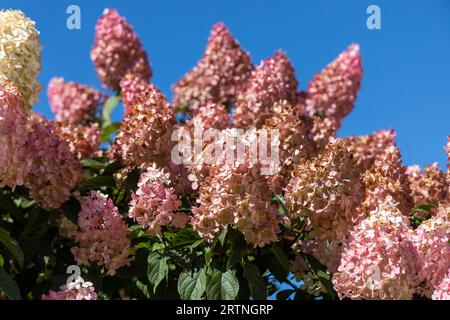 Hydrangea paniculata Vanille Fraise on a stem Stock Photo