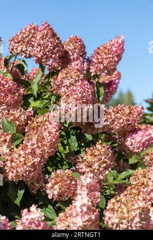 Hydrangea paniculata Vanille Fraise on a stem Stock Photo
