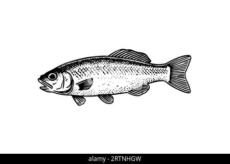Roach hand drawn engraving fish isolated on white background. Vector sketch illustration. Stock Vector