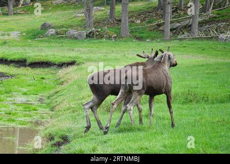 two moose in the ditch on a green meadow in Scandinavia. King of the forests in Sweden. Largest mammal in Europe. Animal photo Stock Photo