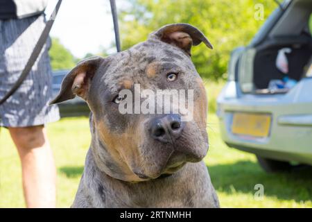 Front close up view of an American XL bully dog outdoors on a lead, without muzzle, being held by the owner. Dogs now classed as banned breeds. Stock Photo