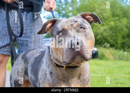 Front close up view of an American XL bully dog outdoors on a lead held by the owner. Dogs now classed as banned breed. Stock Photo