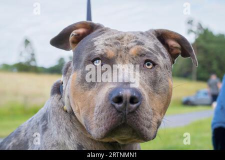 Front close up view of an American XL bully dog isolated outdoors in a British country park. Dogs now sadly classed as banned breeds. Stock Photo