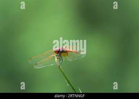 The scarlet dragonfly (Crocothemis erythraea) is a species of dragonfly in the family Libellulidae. Its common names include broad scarlet, common sca Stock Photo