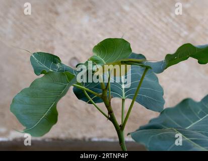 Close Up of Sacred Fig, Bodhi Tree or Ficus Religiosa Leaves, Photographed in Israel in August Stock Photo