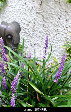 Liriope muscari - late summer flowering evergreen with african head sculpture. Stock Photo