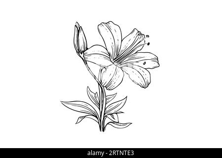 Saffron or crocus hand drawn ink sketch. Vector illustration in engraving vintage style. Stock Vector