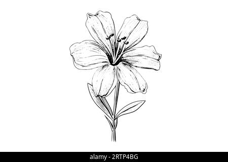 Saffron or crocus hand drawn ink sketch. Vector illustration in engraving vintage style. Stock Vector