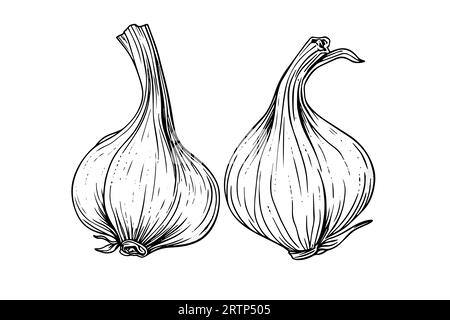 Garlic heads hand drawn ink sketch. Engraving vintage style vector illustration. Stock Vector