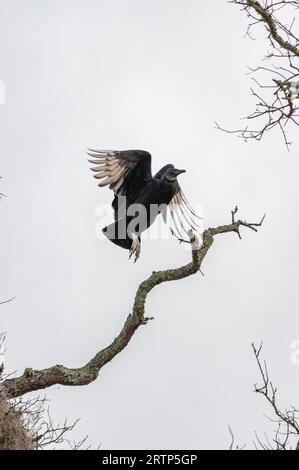 A black vulture, Coragyps atratus, in flight as it takes off from a branch against a white overcast sky in Jekyll Island, Georgia Stock Photo