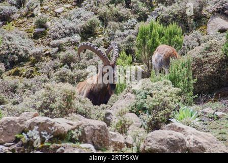 Ethiopian or Walia Ibex, Capra Walie, lives in high altitudes and is an endemic species to simien mountains in northern Ethiopia, Africa. Stock Photo