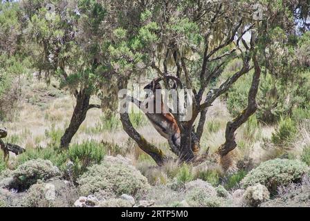 Ethiopian or Walia Ibex, Capra Walie, lives in high altitudes and is an endemic species to simien mountains in northern Ethiopia, Africa. Stock Photo