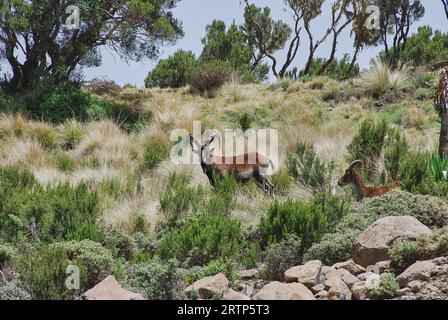 Ethiopian or Walia Ibex, Capra Walie, lives in high altitudes and is an endemic species to simien mountains in northern Ethiopia, Africa. Stock Photo