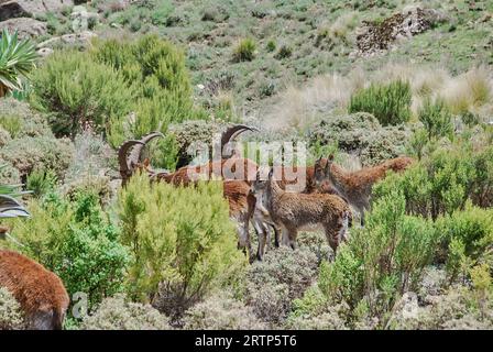 Ethiopian or Walia Ibex, Capra Walie, lives in high altitudes and is an endemic species to simien mountains in northern Ethiopia, Africa. Stock Photo