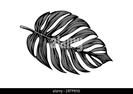 Exotic tropical leaf hand drawn vector. Botanical leaves engraved ink art. Stock Vector